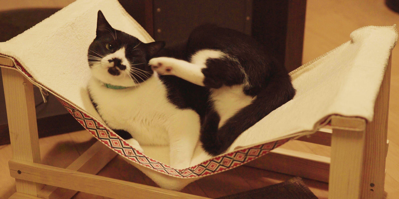 [猫×DIY]ネコ用ハンモックを手作り！Cat hammock DIY