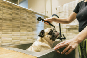 犬専用シャワー台
